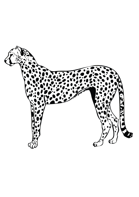 Plansa de colorat cu Leopard 9 32